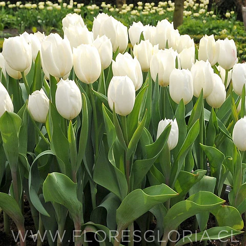 PACK BULBOS DE TULIPANES ANTARTICA