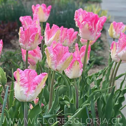 PACK BULBOS DE TULIPANES CABANNA