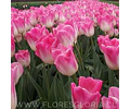PACK BULBOS DE TULIPANES SINFONIE