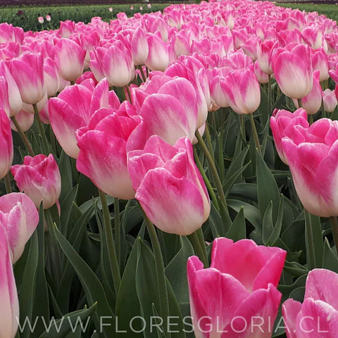 PACK BULBOS DE TULIPANES SINFONIE
