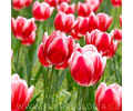 PACK BULBOS DE TULIPANES CIRCUIT