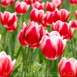PACK BULBOS DE TULIPANES CIRCUIT