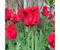 PACK BULBOS DE TULIPANES INDIANA