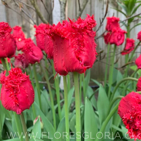 PACK BULBOS DE TULIPANES INDIANA