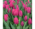 PACK BULBOS DE TULIPANES PINK ARDUOR