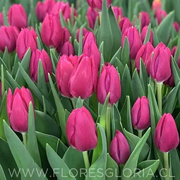 PACK BULBOS DE TULIPANES PINK ARDUOR