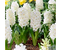 PACK BULBOS DE JACINTOS POLAR GIANT