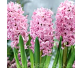 PACK BULBOS DE JACINTOS PINK SUPRICE