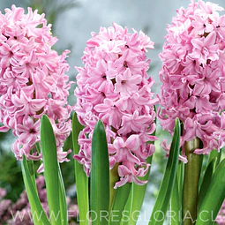 PACK BULBOS DE JACINTOS PINK SUPRICE