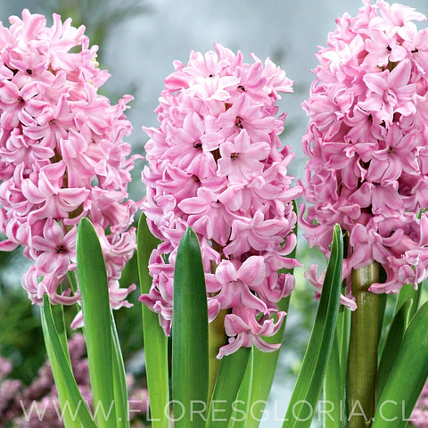 PACK BULBOS DE JACINTOS PINK SUPRICE