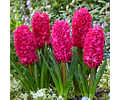 PACK BULBOS DE JACINTOS JAN BOS 
