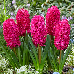 PACK BULBOS DE JACINTOS JAN BOS 