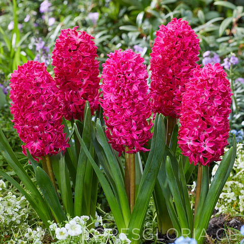 PACK BULBOS DE JACINTOS JAN BOS 