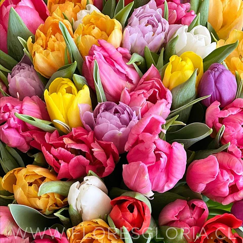 COLECCIÓN BULBOS DE TULIPANES MIX