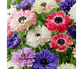 PACK BULBOS DE ANEMONAS DE CORTE MIX