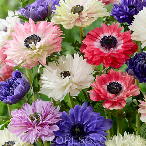 PACK BULBOS DE ANEMONAS DE CORTE MIX
