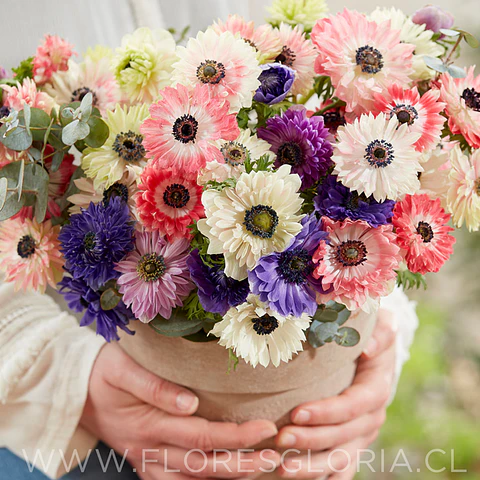 PACK BULBOS DE ANEMONAS DE CORTE MIX