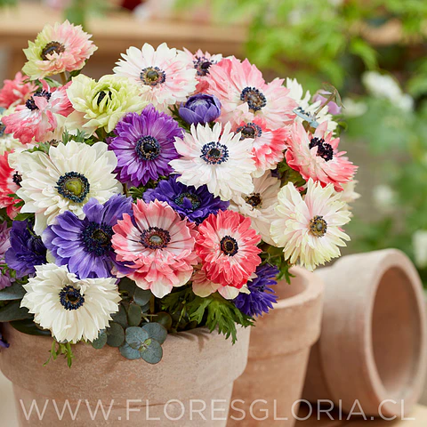 PACK BULBOS DE ANEMONAS DE CORTE MIX