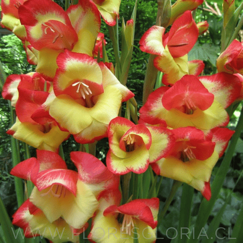 PACK DE GLADIOLOS ENANOS LAS VEGAS