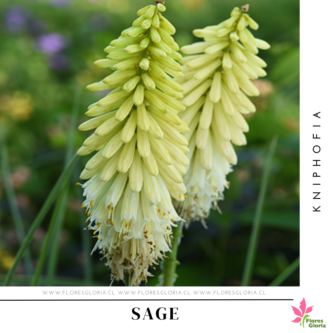 RIZOMA DE KNIPHOFIA SAGE