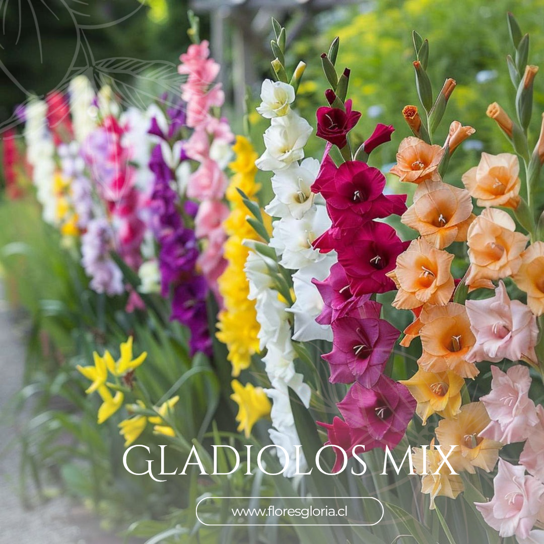 PACK CORMOS DE GLADIOLOS MIX