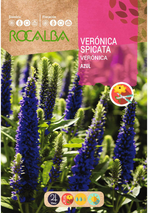 VERONICA SPICATA