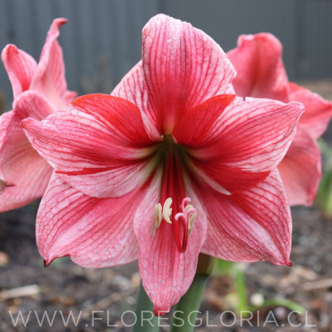 Amaryllis Gervase (Bulbo)