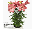 PACK LILIUM POT SUMMER SKY