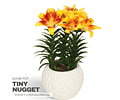 PACK LILIUM POT TINY NUGGET 
