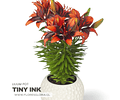 PACK LILIUM POT TINY INK