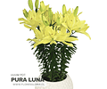 PACK LILIUM POT PURA LUNA
