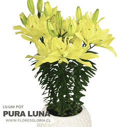 PACK LILIUM POT PURA LUNA