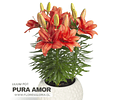PACK LILIUM POT PURA AMOR