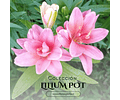 COLECCION BULBOS DE LILIUM POT MIX 