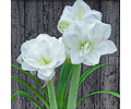 AMARYLLIS DOBLE WHITE AMADEUS