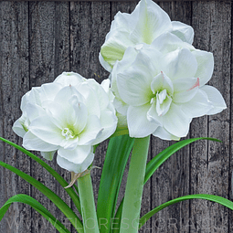AMARYLLIS DOBLE WHITE AMADEUS
