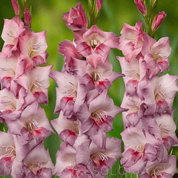 PACK CORMOS DE GLADIOLOS SMOKEY