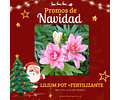 PACK NAVIDEÑO LILIUMS POT + FERTILIZANTE