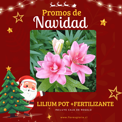 PACK NAVIDEÑO LILIUMS POT + FERTILIZANTE