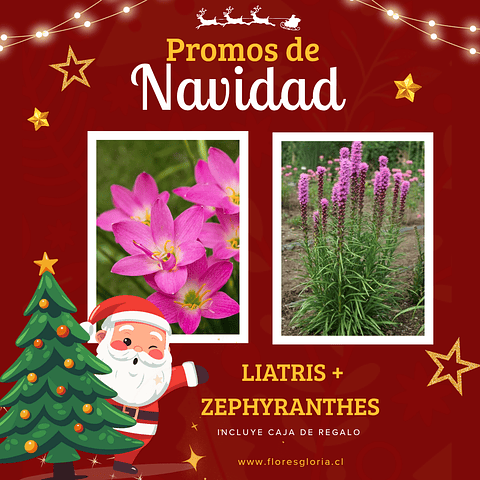 PACK NAVIDEÑO LIATRIS Y ZEPHYRANTHES