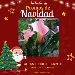 PACK NAVIDEÑO CALAS DE COLORES + FERTILIZANTE