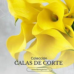 COLECCIÓN CALAS DE CORTE