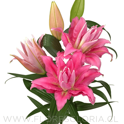 PACK LILIUM DOBLES SHAMIRA