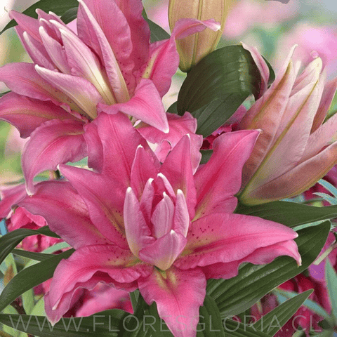 PACK LILIUM DOBLES SHAMIRA