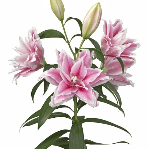 PACK LILIUM DOBLES LUCIA