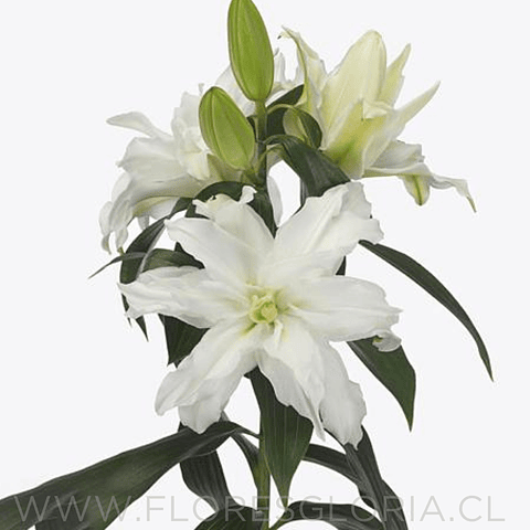 COLECCIÓN BULBOS DE LILIUM DOBLES MIX