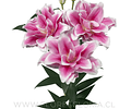 COLECCIÓN BULBOS DE LILIUM DOBLES MIX