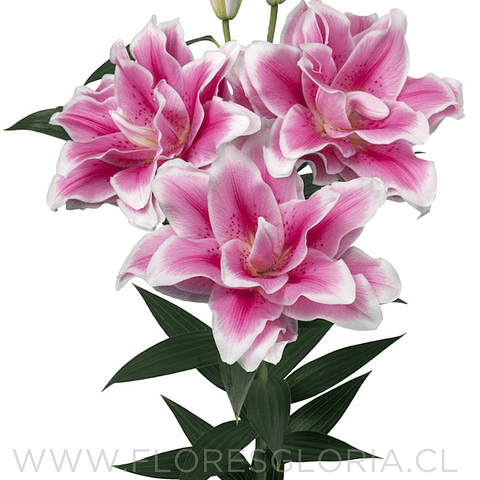 COLECCIÓN BULBOS DE LILIUM DOBLES MIX