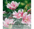 COLECCIÓN BULBOS DE LILIUM DOBLES MIX