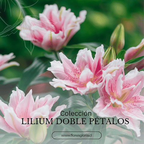 COLECCIÓN BULBOS DE LILIUM DOBLES MIX